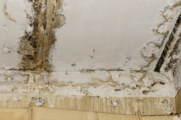 Trusted Marienville, PA Mold Prevention & Removal  Experts