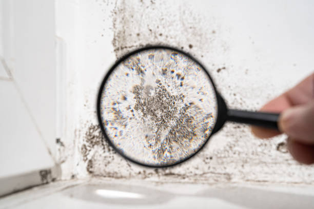 Best Mold Damage Restoration  in Marienville, PA