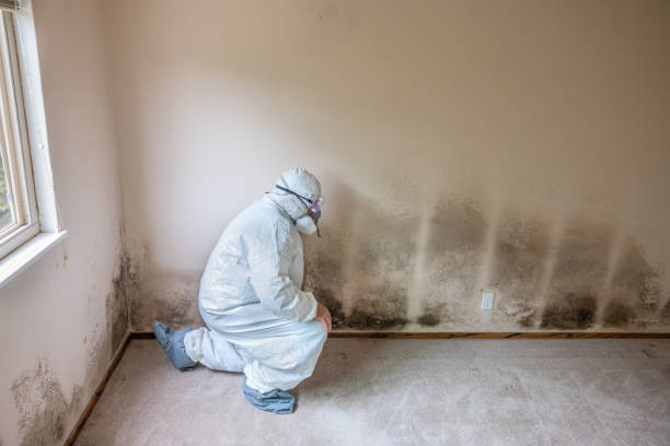 Best Mold Removal for HVAC Installations  in Marienville, PA